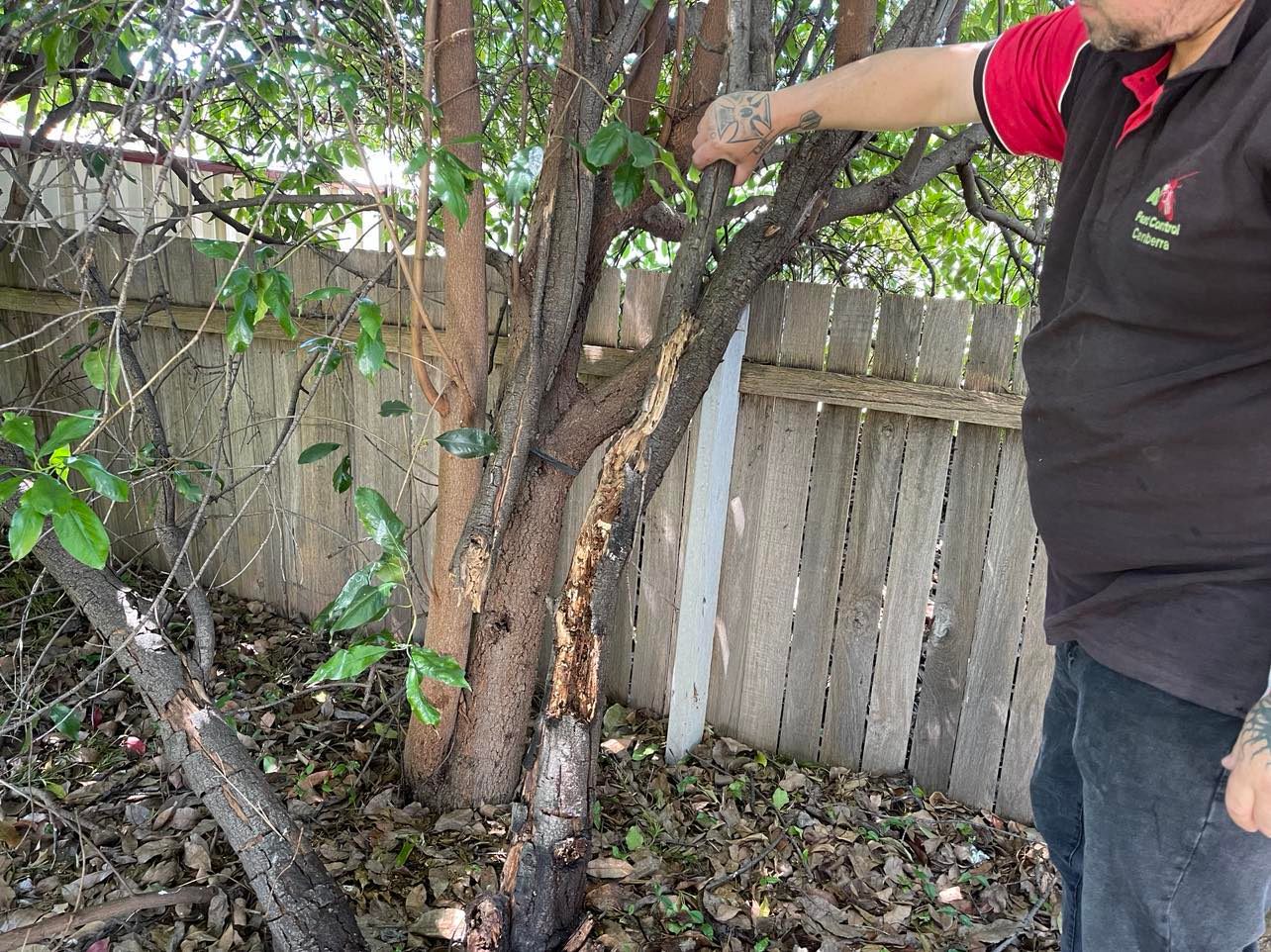 Queanbeyan Pest Control Services business image in Queanbeyan, New South Wales